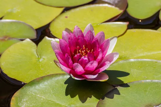 天顺娱乐 移动应用背景